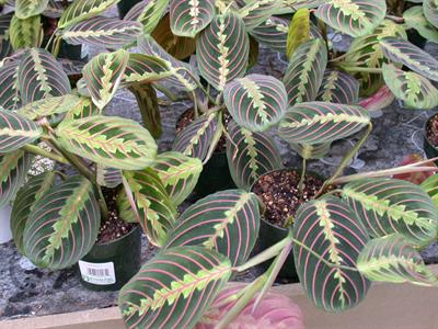 Maranta leuconeura